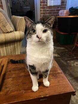 Tom (26-023 C) -  Domestic Short Hair Cat for Adoption in Lansing, Michigan - Tom (26-023 C) | PetCurious