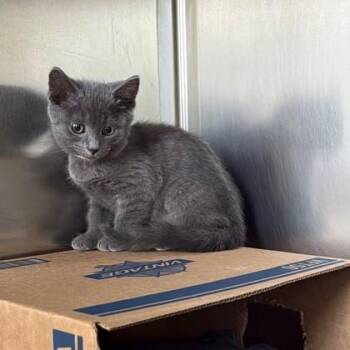 Castiel -  Domestic Short Hair Cat for Adoption in Richmond, Virginia - Castiel | PetCurious