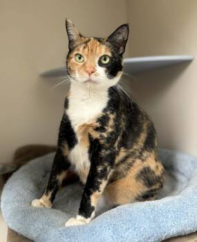 Mittens -  Domestic Short Hair Cat Available for Adoption in Elizabethtown, New York - Mittens | PetCurious