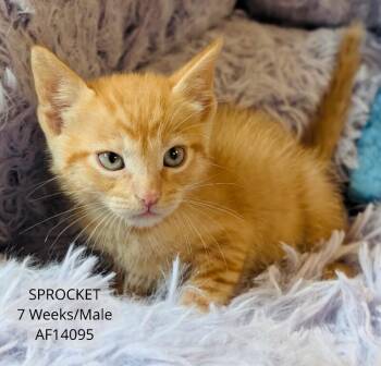 Domestic Short Hair Cats Available for Adoption - Sprocket | PetCurious
