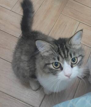 Maryo -  Siberian Cat for Adoption in Brampton, Ontario - Maryo | PetCurious