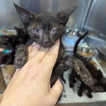 Jinx -  Domestic Short Hair Cat for Adoption in Jeffersonville, Indiana - Jinx | PetCurious