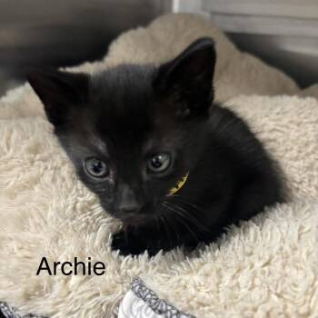 Domestic Short Hair Cats Available for Adoption in Taos, New Mexico - Archie | PetCurious