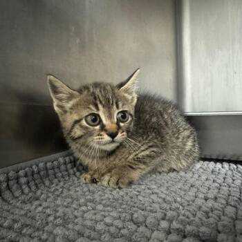 Vanellope -  Domestic Short Hair Cat for Adoption in Columbus, Georgia - Vanellope | PetCurious
