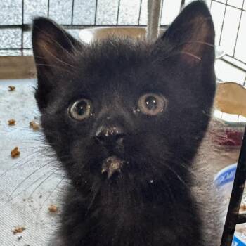 Mitt C11554 -  Domestic Short Hair Cat for Adoption - Mitt C11554 | PetCurious