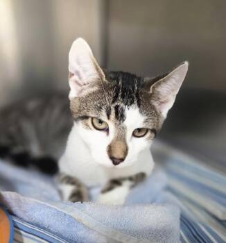 Sherlock Shewman (playful brother to Watson) -  Domestic Short Hair Cat for Adoption in Stowe, Pennsylvania - Sherlock Shewman (playful Brother To Watson) | PetCurious