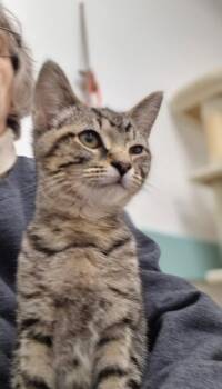 Domestic Short Hair Cats Available for Adoption in South Bend, Indiana - Tigger | PetCurious
