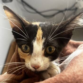 Rescue Domestic Short Hair Cats for Adoption in Austin, Texas - Connie Francis BD | PetCurious