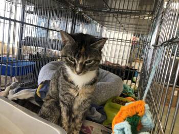 Domestic Short Hair Cats Available for Adoption - Patty | PetCurious