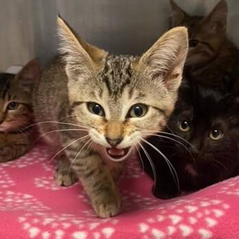 Mrs. Fields -  Domestic Short Hair Cat for Adoption in Chehalis, Washington - Mrs. Fields | PetCurious