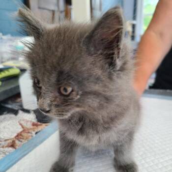 Ricky Hill -  Domestic Long Hair Cat for Adoption in Woodstock, Virginia - Ricky Hill | PetCurious