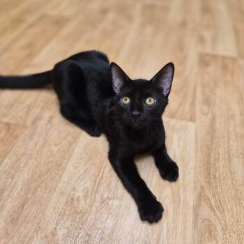 Eugene -  Domestic Short Hair Cat for Adoption in Woodstock, Illinois - Eugene | PetCurious