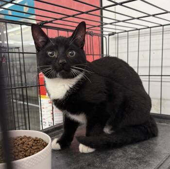Mabel Pines -  Domestic Short Hair Cat for Adoption in Scranton, Pennsylvania - Mabel Pines | PetCurious