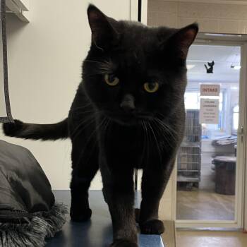 Domestic Medium Hair Cats Available for Adoption in North Kingstown, Rhode Island - Baby | PetCurious