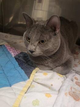 Domestic Short Hair Cats Available for Adoption - JACKSON | PetCurious