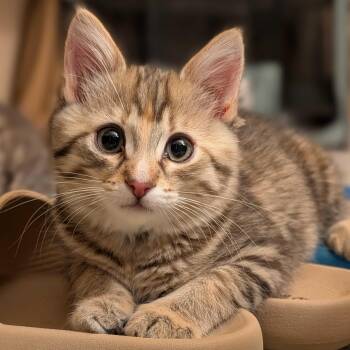 Miney -  Domestic Short Hair and Tabby Cat for Adoption in Wilsonville, Oregon - Miney | PetCurious