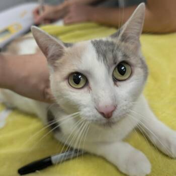 Ivywing -  Domestic Short Hair Cat for Adoption in West Olive, Michigan - Ivywing | PetCurious