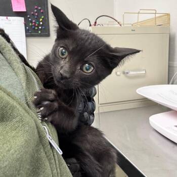 Dude -  Domestic Short Hair Cat for Adoption in Columbiana, Alabama - Dude | PetCurious