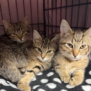 Domestic Short Hair Cats Available for Adoption - Itty | PetCurious
