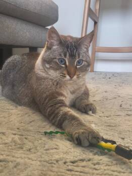 Pixel -  Domestic Short Hair Cat for Adoption in Minneapolis, Minnesota - Pixel | PetCurious