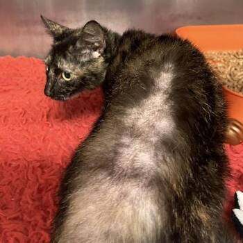 1415-C26 -  Domestic Short Hair Cat for Adoption in Port Charlotte, Florida - 1415-C26 | PetCurious