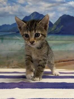 Bullseye -  Domestic Short Hair Cat for Adoption in San Antonio, Texas - Bullseye | PetCurious
