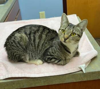 Rescue Domestic Short Hair Cats for Adoption in Monroe, North Carolina - Flower | PetCurious