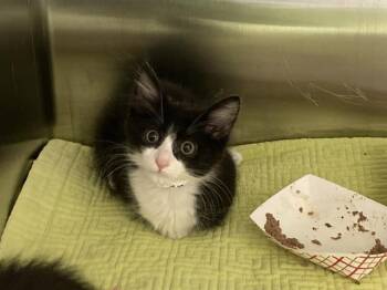 KENGI -  Domestic Short Hair Cat for Adoption in Tustin, California - KENGI | PetCurious
