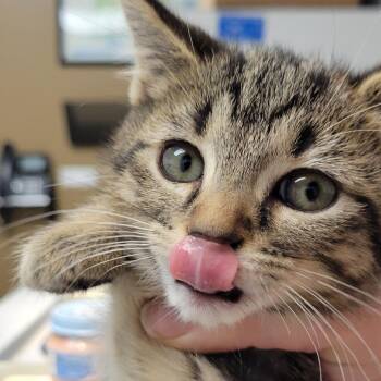 Slinky -  Domestic Short Hair Cat for Adoption in Milan, Illinois - Slinky | PetCurious