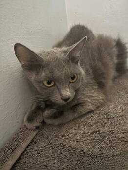 Thistle -  Domestic Short Hair Cat for Adoption in Charleston, South Carolina - Thistle | PetCurious