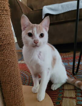 Rescue Domestic Short Hair and Tabby Cats for Adoption in Traverse City, Michigan - Jessie | PetCurious