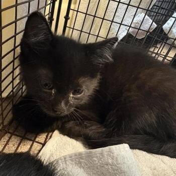 Serrano -  Domestic Short Hair Cat for Adoption in Pasadena, California - Serrano | PetCurious
