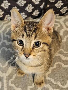 Darby -  Domestic Short Hair Cat for Adoption in Menasha, Wisconsin - Darby | PetCurious
