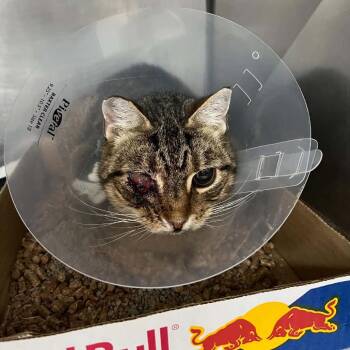 SVAS-Stray-39596 -  Domestic Short Hair Cat for Adoption in Lyndhurst, Virginia - SVAS-Stray-39596 | PetCurious