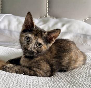 TJ -  Domestic Short Hair Cat for Adoption in Lake Monroe, Florida - TJ | PetCurious