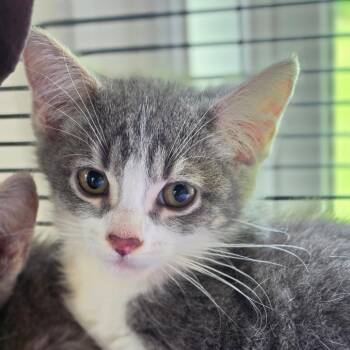 Nancy Drew -  Domestic Short Hair Cat for Adoption in Muncie, Indiana - Nancy Drew | PetCurious