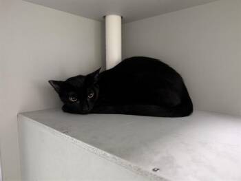 CERSES -  Domestic Short Hair Cat for Adoption in Rowlett, Texas - CERSES | PetCurious
