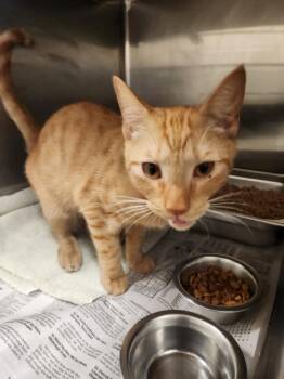 SHERBERT -  Domestic Short Hair Cat for Adoption in Hagerstown, Maryland - SHERBERT | PetCurious