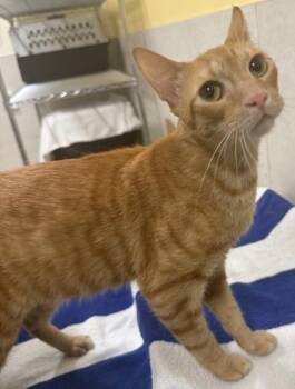 Taffy -  Domestic Short Hair Cat for Adoption in Honolulu, Hawaii - Taffy | PetCurious