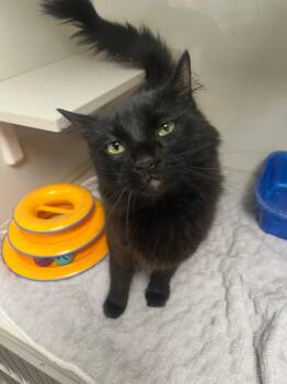 Licorice -  Domestic Long Hair Cat for Adoption in Corpus Christi, Texas - Licorice | PetCurious