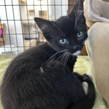 Chunked -  Domestic Medium Hair and Domestic Short Hair Cat for Adoption in Tylertown, Mississippi - Chunked | PetCurious