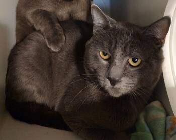 Domestic Short Hair Cats Available for Adoption - Angel | PetCurious