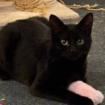 Domestic Short Hair Cats Available for Adoption in Matteson, Illinois - Raven | PetCurious