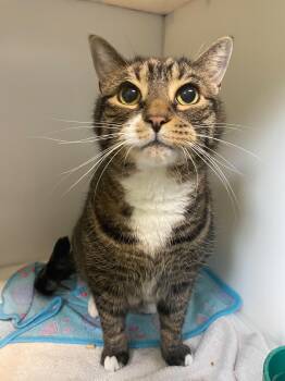 Domestic Short Hair Cats Available for Adoption in Delson, Quebec - Partisant | PetCurious