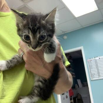 Rainbow -  Domestic Medium Hair Cat for Adoption in Fredericksburg, Virginia - Rainbow | PetCurious