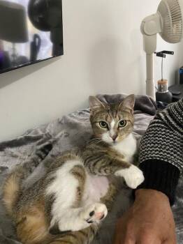 Domestic Short Hair Cats Available for Adoption - Savannah | PetCurious