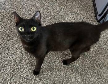 Rescue Domestic Short Hair Cats for Adoption in Jacksonville, Florida - Gracie | PetCurious