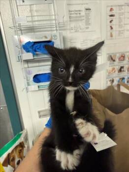 Domestic Short Hair Cats Available for Adoption in Woodland, California - *STRIPE | PetCurious