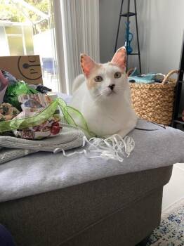 Murray -  Domestic Short Hair Cat for Adoption in Bloomington, Indiana - Murray | PetCurious