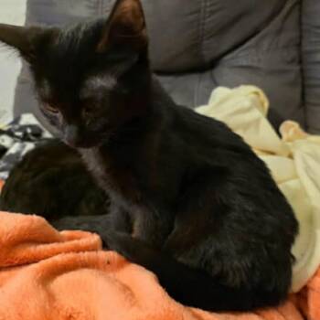 Domestic Short Hair Cats Available for Adoption - Stella | PetCurious